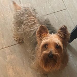 Meet your Posher, Diana